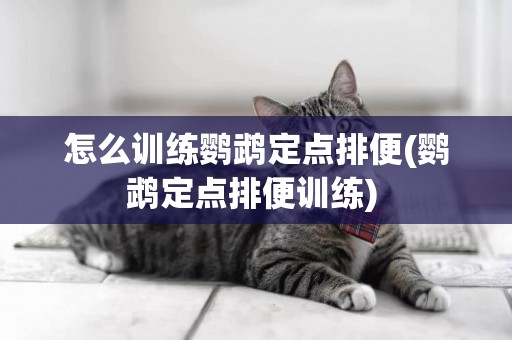 怎么訓練鸚鵡定點排便(鸚鵡定點排便訓練) 