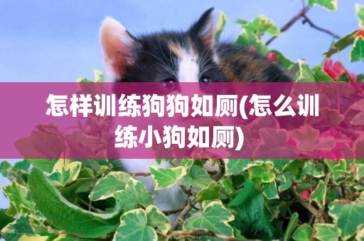 怎樣訓練狗狗如廁(怎么訓練小狗如廁) 