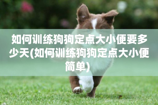 如何訓練狗狗定點大小便要多少天(如何訓練狗狗定點大小便簡單) 