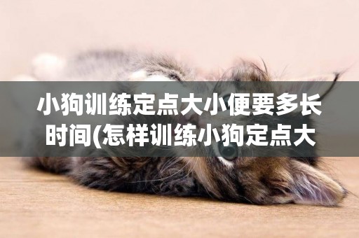小狗訓練定點大小便要多長時間(怎樣訓練小狗定點大小便) 