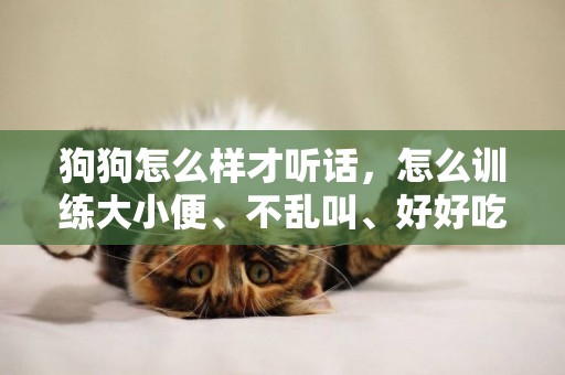 狗狗怎么樣才聽話，怎么訓練大小便、不亂叫、好好吃飯 