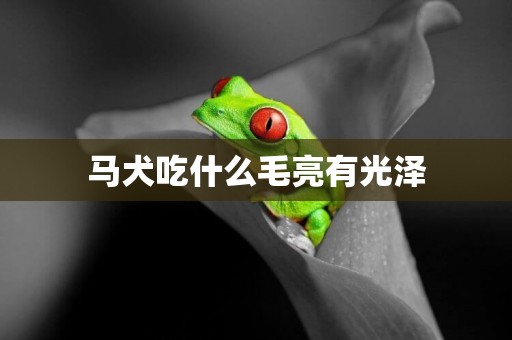 馬犬吃什么毛亮有光澤