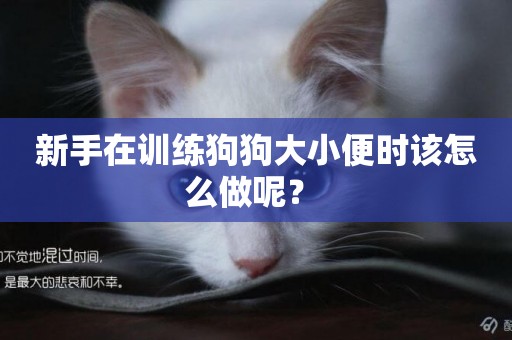 新手在訓練狗狗大小便時該怎么做呢？ 