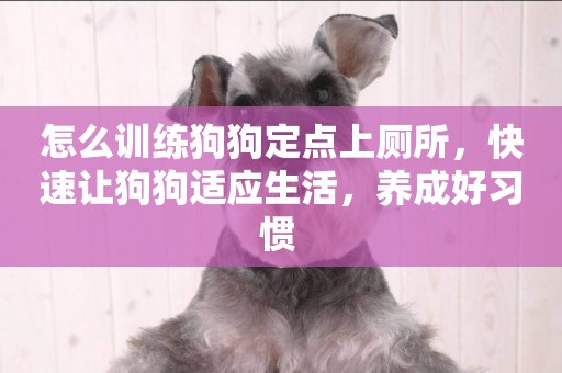 怎么訓練狗狗定點上廁所，快速讓狗狗適應生活，養成好習慣 