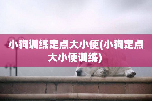 小狗訓練定點大小便(小狗定點大小便訓練) 