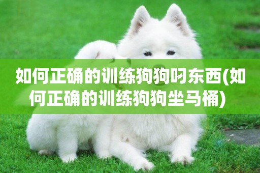 如何正確的訓練狗狗叼東西(如何正確的訓練狗狗坐馬桶) 