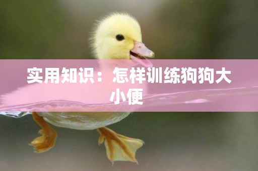 實用知識：怎樣訓練狗狗大小便 
