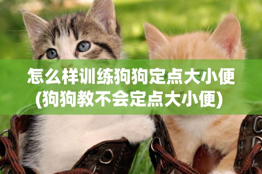 怎么樣訓練狗狗定點大小便(狗狗教不會定點大小便) 