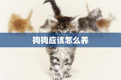 狗狗應該怎么養