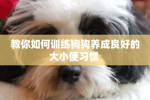 教你如何訓練狗狗養成良好的大小便習慣 