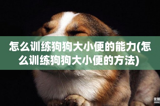 怎么訓練狗狗大小便的能力(怎么訓練狗狗大小便的方法) 