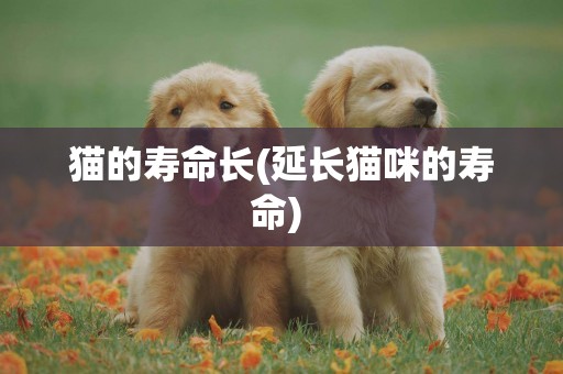 貓的壽命長(延長貓咪的壽命) 