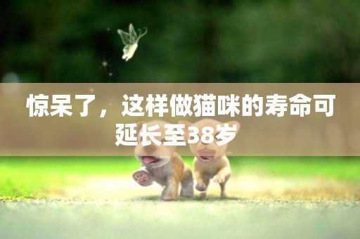驚呆了，這樣做貓咪的壽命可延長至38歲 