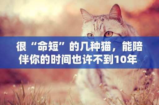 很“命短”的幾種貓，能陪伴你的時間也許不到10年 
