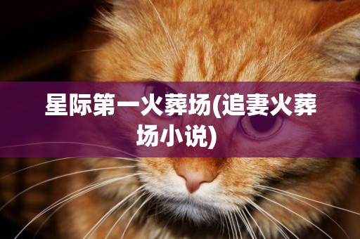 星際第一火葬場(追妻火葬場小說) 
