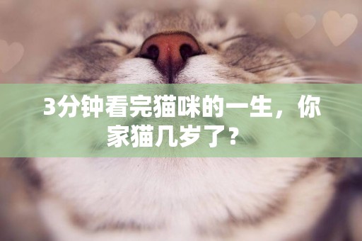 3分鐘看完貓咪的一生，你家貓幾歲了？ 