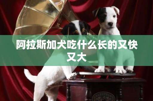 阿拉斯加犬吃什么長的又快又大