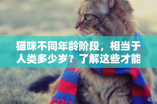 貓咪不同年齡階段，相當于人類多少歲？了解這些才能照顧好它 