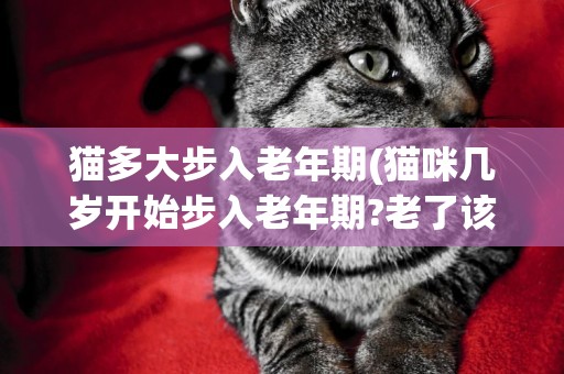 貓多大步入老年期(貓咪幾歲開始步入老年期?老了該怎么照顧它) 