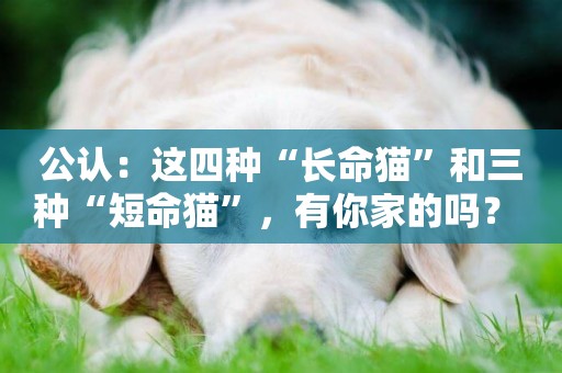 公認：這四種“長命貓”和三種“短命貓”，有你家的嗎？ 