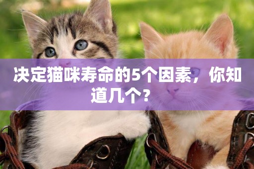 決定貓咪壽命的5個因素，你知道幾個？ 