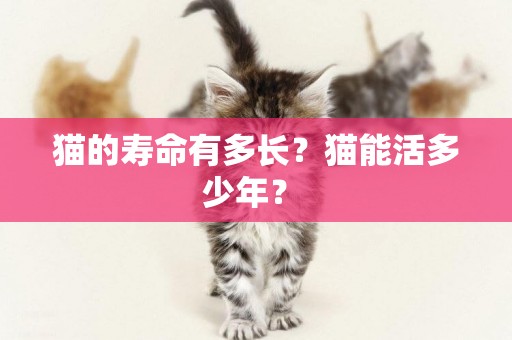 貓的壽命有多長？貓能活多少年？ 
