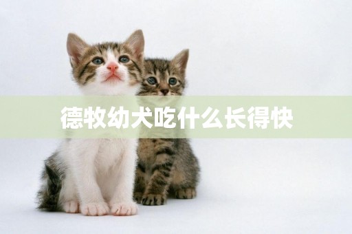 德牧幼犬吃什么長得快