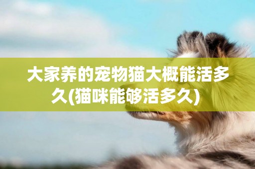 大家養的寵物貓大概能活多久(貓咪能夠活多久) 