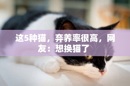 這5種貓，棄養率很高，網友：想換貓了 