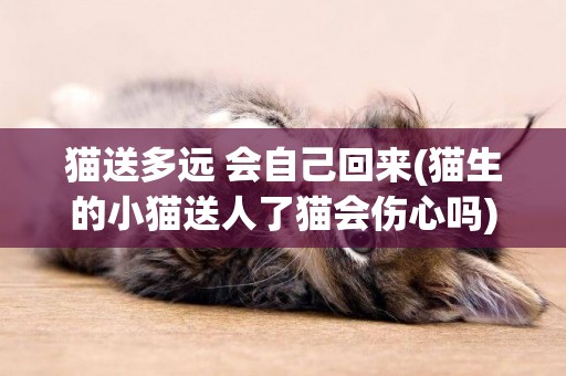 貓送多遠 會自己回來(貓生的小貓送人了貓會傷心嗎) 