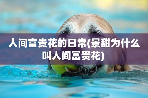 人間富貴花的日常(景甜為什么叫人間富貴花) 