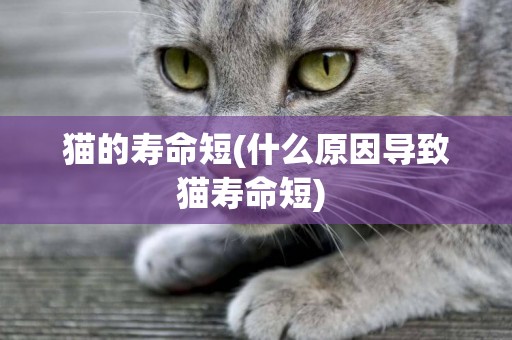 貓的壽命短(什么原因導致貓壽命短) 