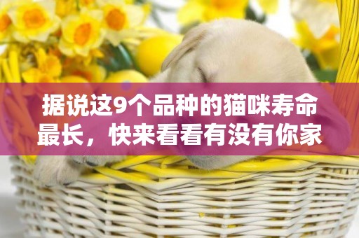據說這9個品種的貓咪壽命最長，快來看看有沒有你家的小可愛呢？ 