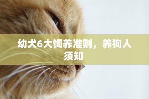幼犬6大飼養準則，養狗人須知 