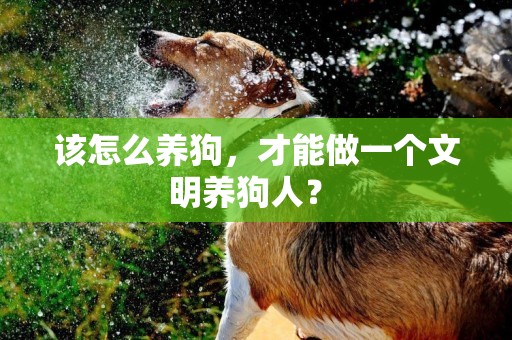 該怎么養狗，才能做一個文明養狗人？ 
