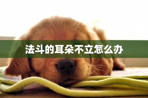 法斗的耳朵不立怎么辦