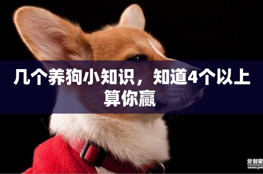 幾個養狗小知識，知道4個以上算你贏 