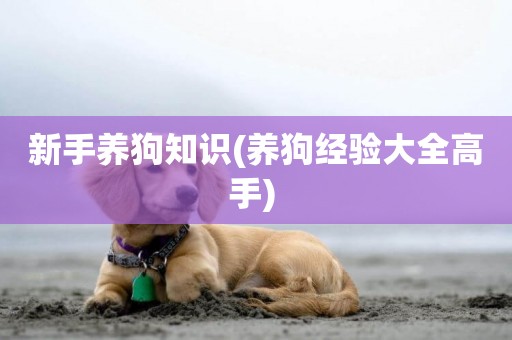 新手養狗知識(養狗經驗大全高手) 