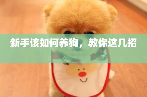 新手該如何養狗，教你這幾招 