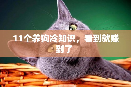 11個養狗冷知識，看到就賺到了 