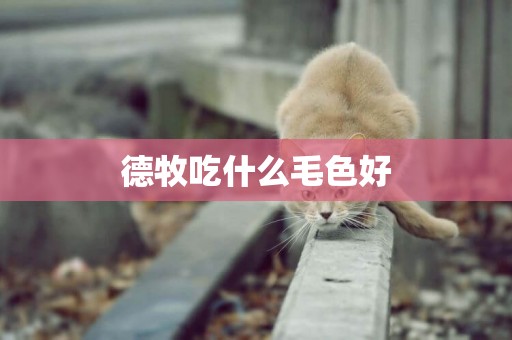 德牧吃什么毛色好