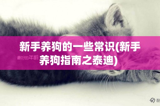 新手養狗的一些常識(新手養狗指南之泰迪) 