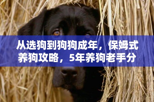 從選狗到狗狗成年，保姆式養狗攻略，5年養狗老手分享 