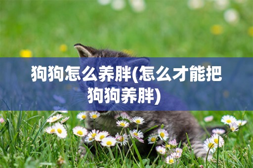 狗狗怎么養胖(怎么才能把狗狗養胖) 