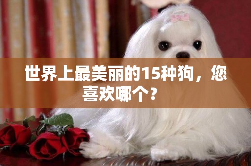 世界上最美麗的15種狗，您喜歡哪個？ 