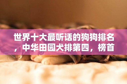 世界十大最聽話的狗狗排名，中華田園犬排第四，榜首說不定你也有 