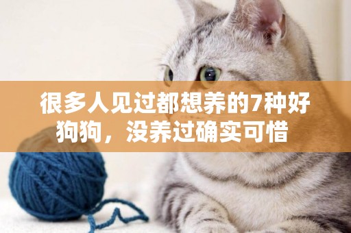 很多人見過都想養的7種好狗狗，沒養過確實可惜 
