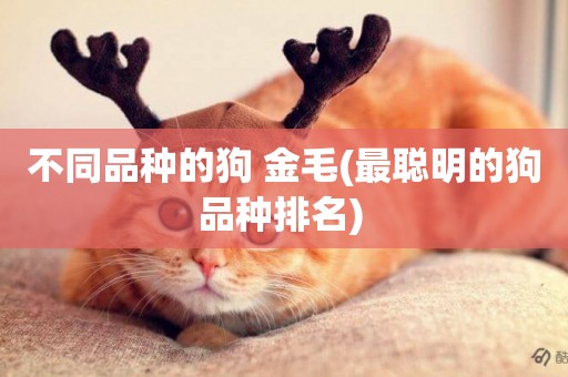 不同品種的狗 金毛(最聰明的狗品種排名) 