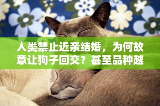 人類禁止近親結婚，為何故意讓狗子回交？甚至品種越純越好？ 