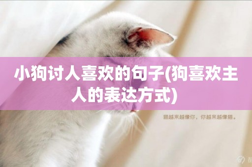 小狗討人喜歡的句子(狗喜歡主人的表達方式) 